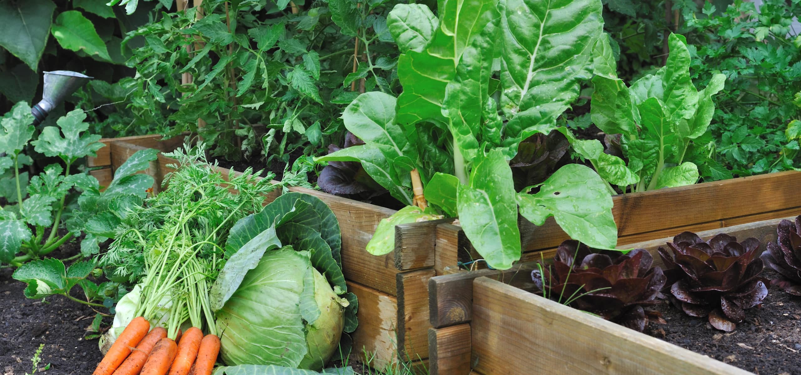 Your garden can help increase food security in the community - Douglas ...