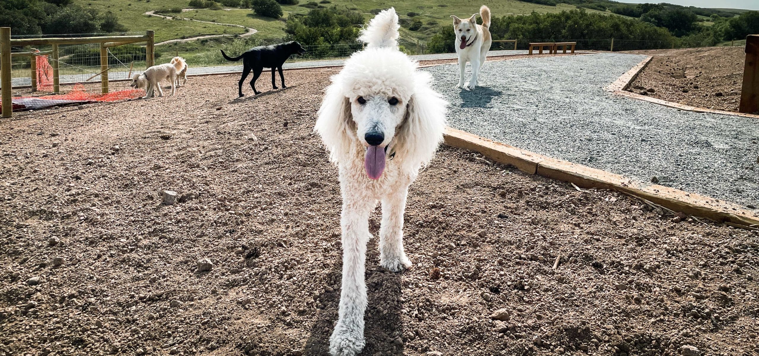 go-fetch-phase-1-of-glendale-farm-dog-park-complete-douglas-county